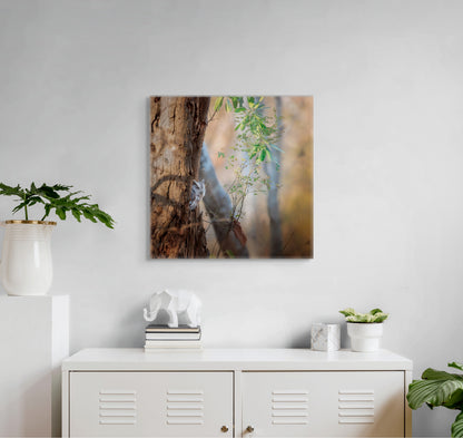 Pacific Screech | Canvas Print