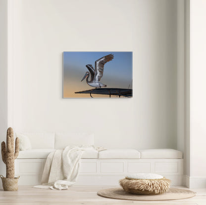 Coastal Pelican | Canvas Print