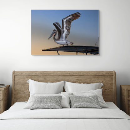 Coastal Pelican | Canvas Print