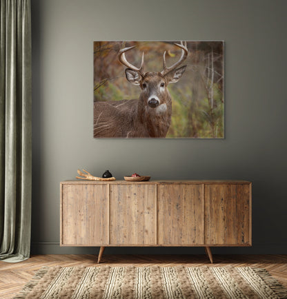 Woodland Buck | Canvas Print