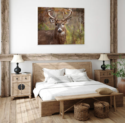 Woodland Buck | Canvas Print