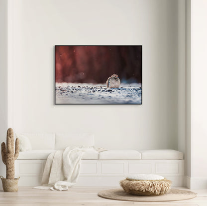 Dove | Black Framed Canvas
