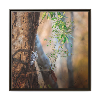 Pacific Screech | Framed Canvas