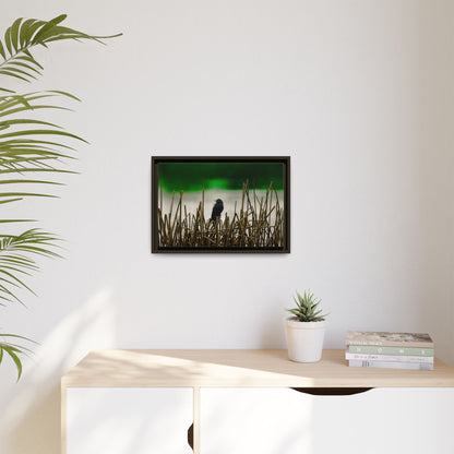 Blackbird | Framed Canvas