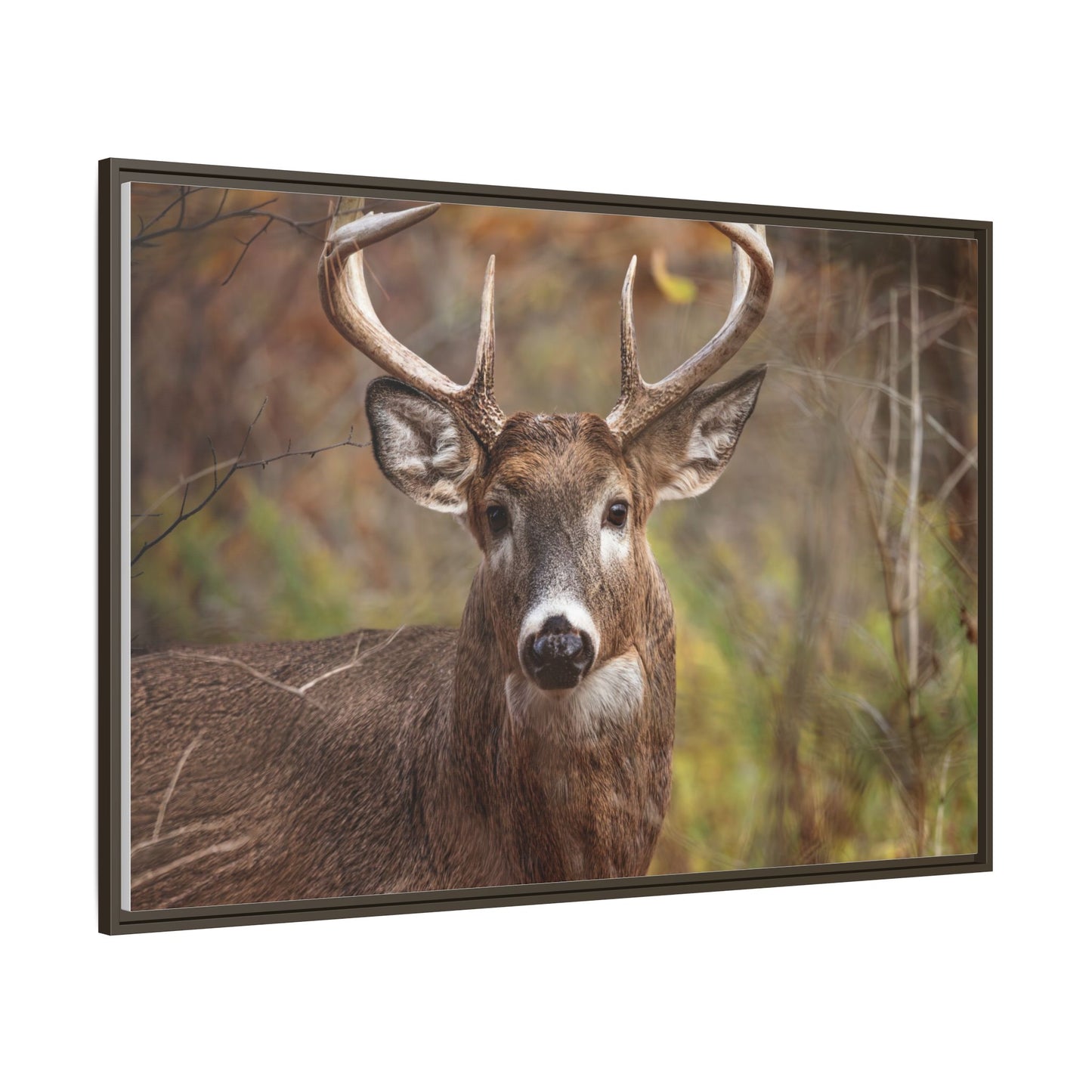 Woodland Buck | Framed Canvas