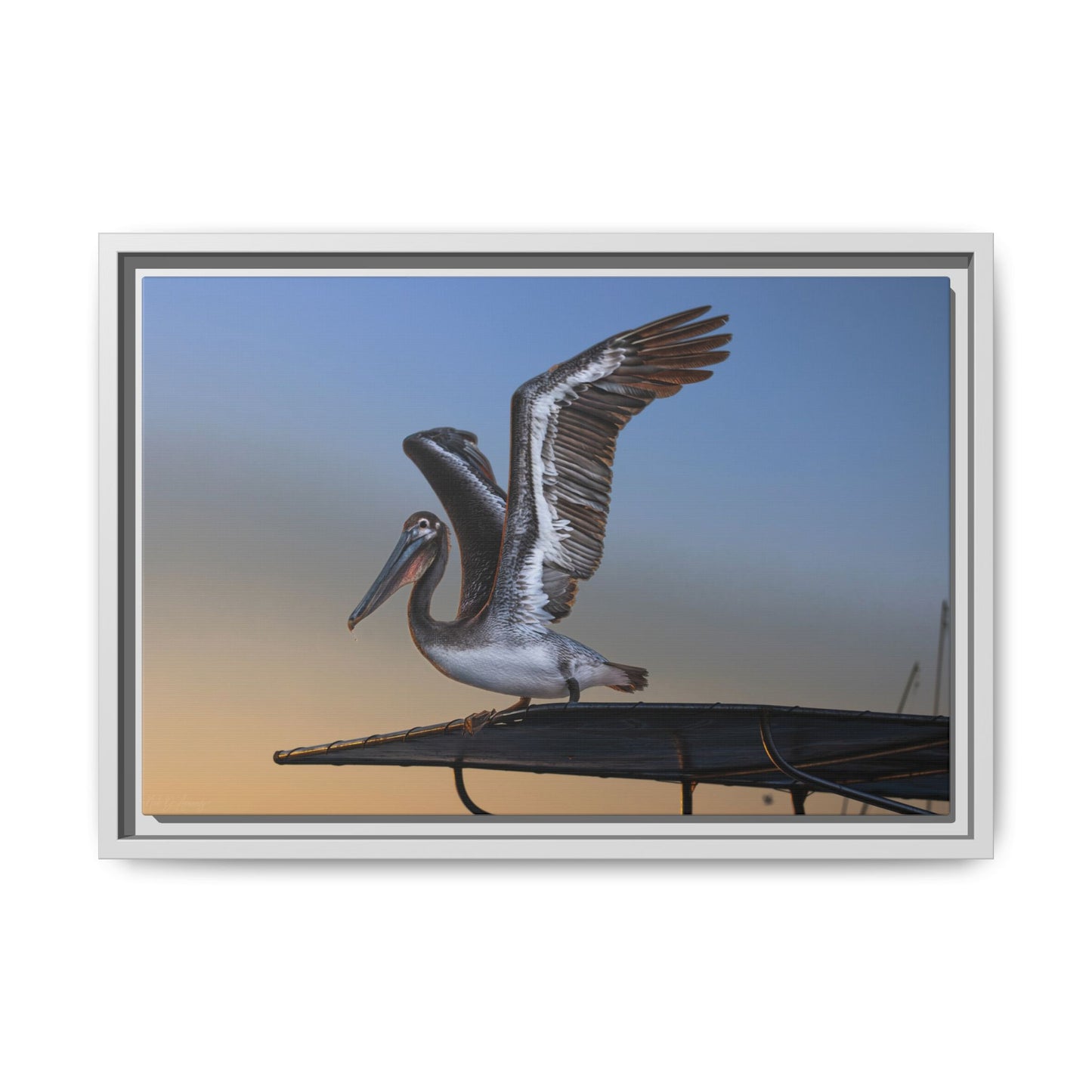Coastal Pelican | Framed Canvas