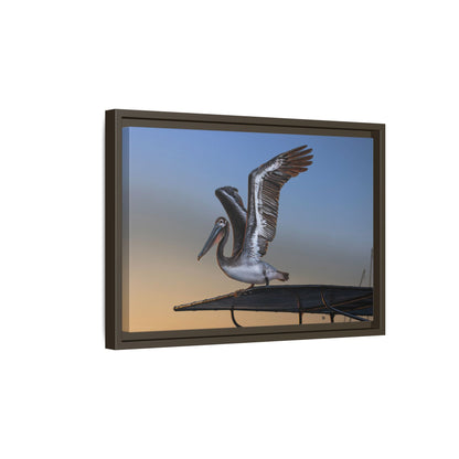 Coastal Pelican | Framed Canvas