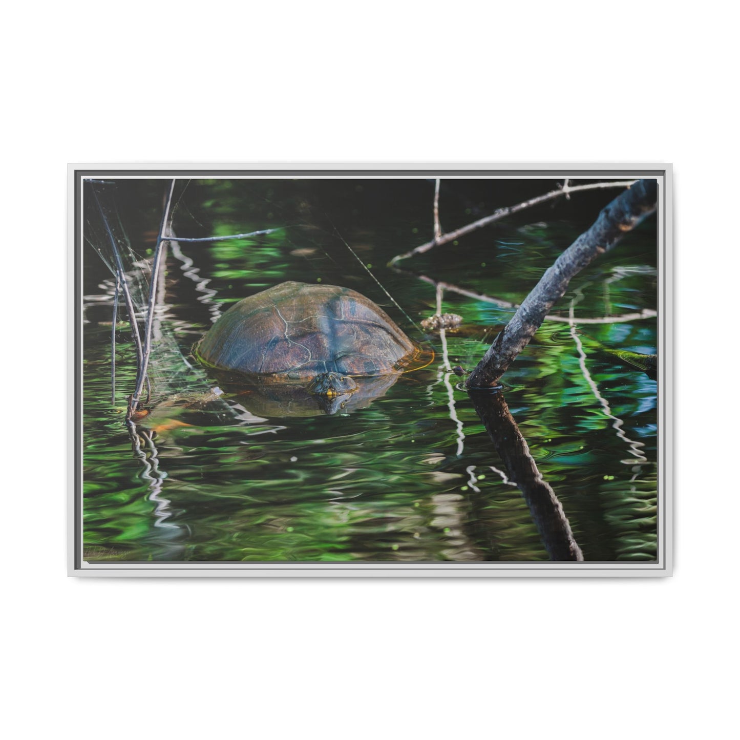Untitled (Painted Turtle) | Framed Canvas