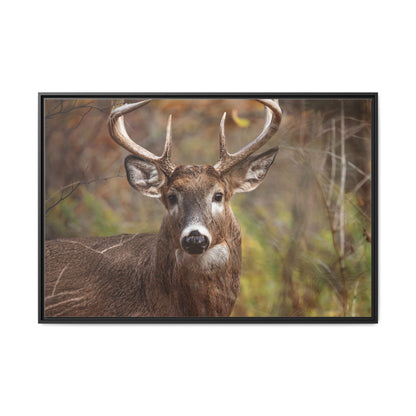 Woodland Buck | Framed Canvas