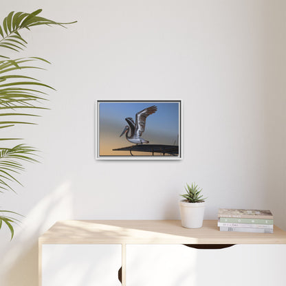 Coastal Pelican | Framed Canvas