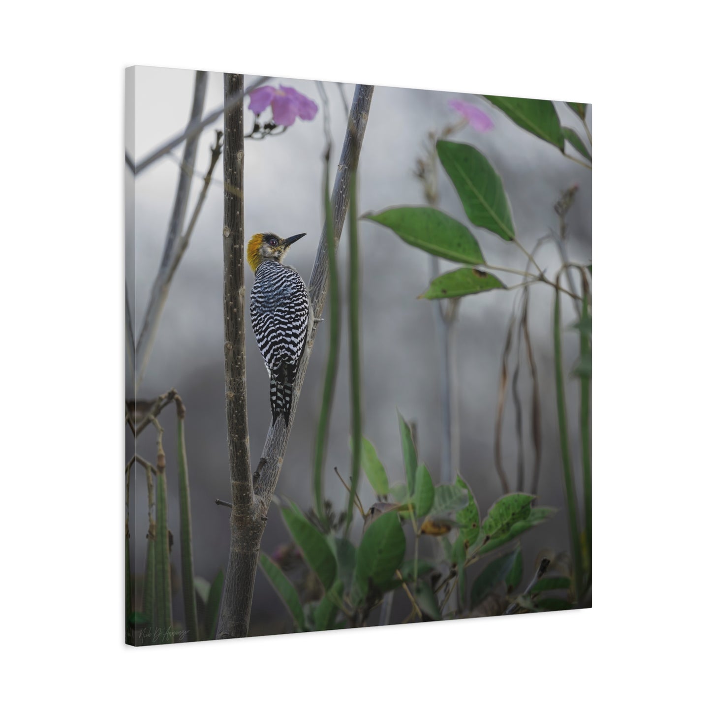 Golden Cheek | Canvas Print