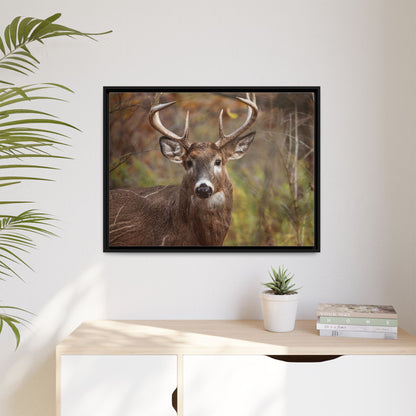 Woodland Buck | Framed Canvas