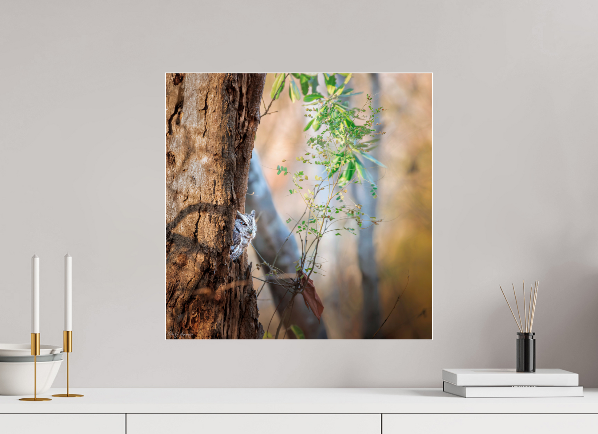 50 x 50 cm, Photo Print Under Acrylic Glass 4 mm, Glossy Pacific Screech | Acrylic Glass Fine Art Print