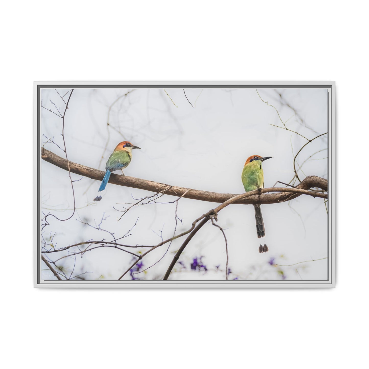 Twin Motmot | Framed Canvas
