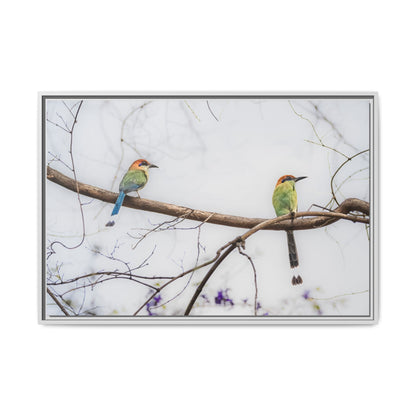 Twin Motmot | Framed Canvas