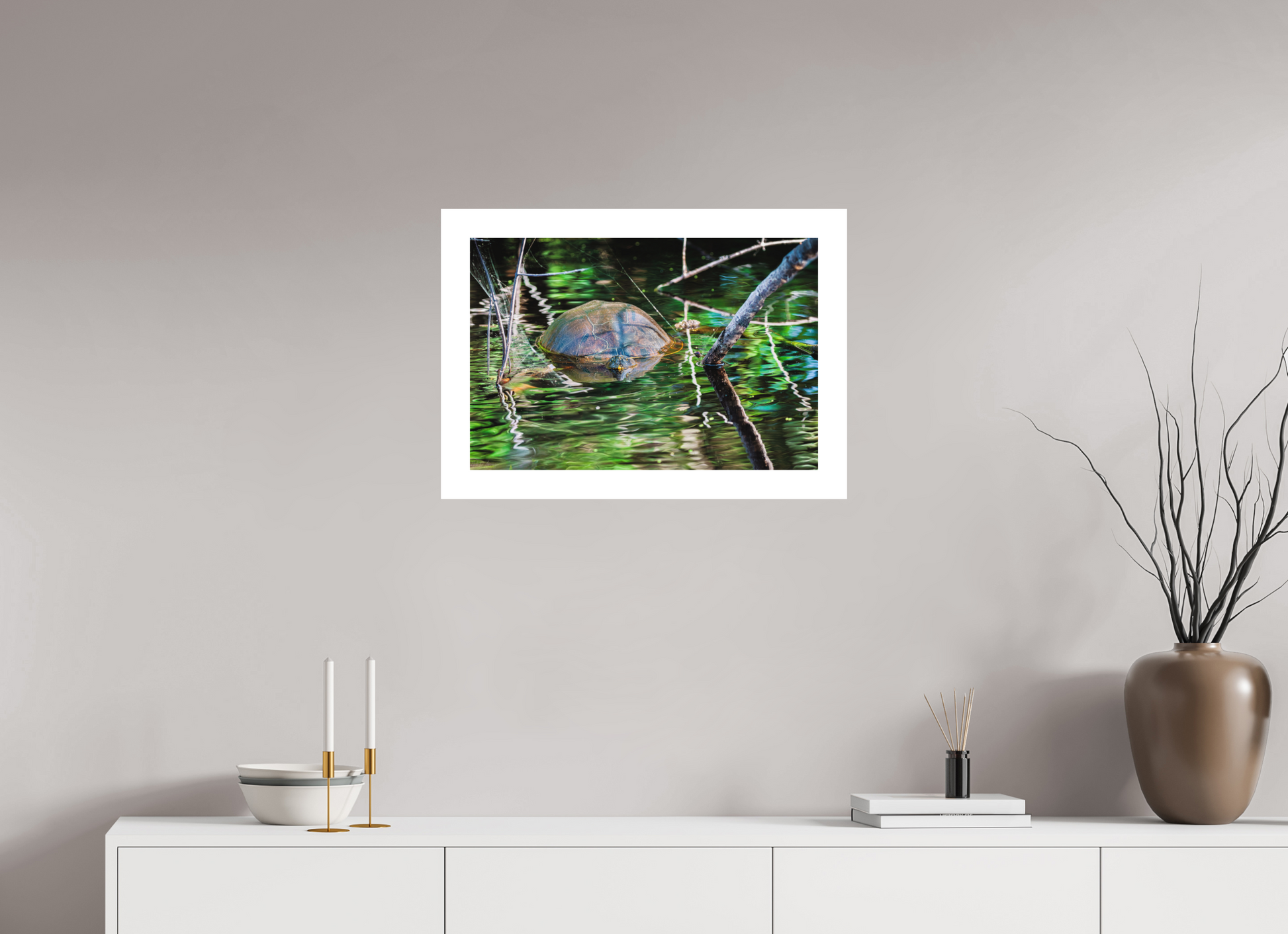 60 x 40 cm, Fine Art Paper (Hahnemühle Photo Rag 308) Untitled (Painted Turtle) | Acrylic Glass Fine Art Print