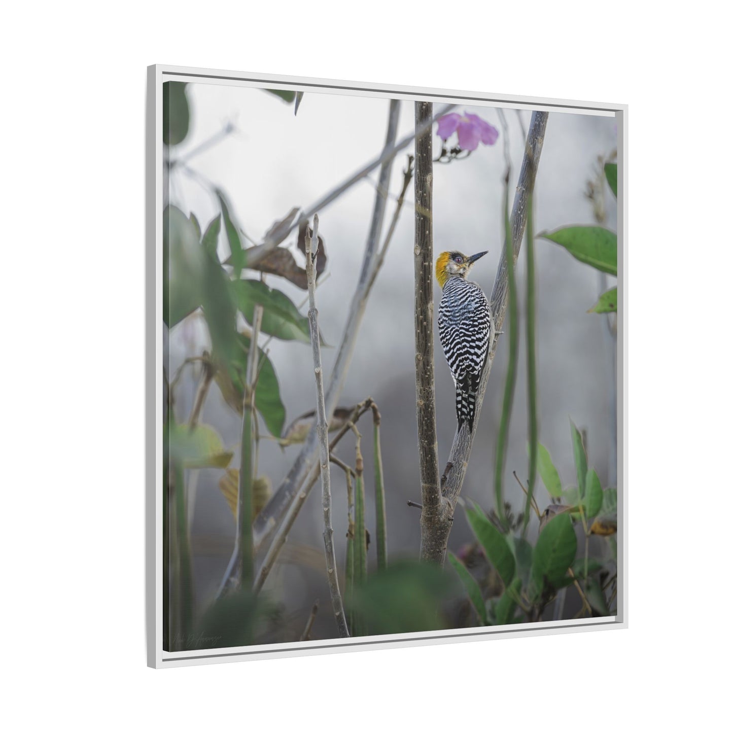 Golden-Cheeked Woodpecker II Framed Canvas Print