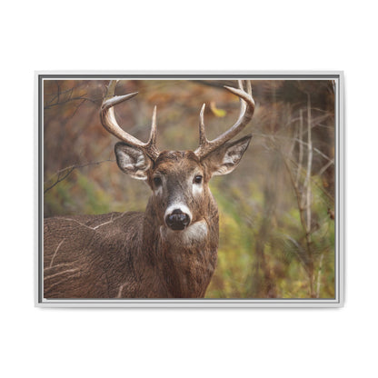 Woodland Buck | Framed Canvas