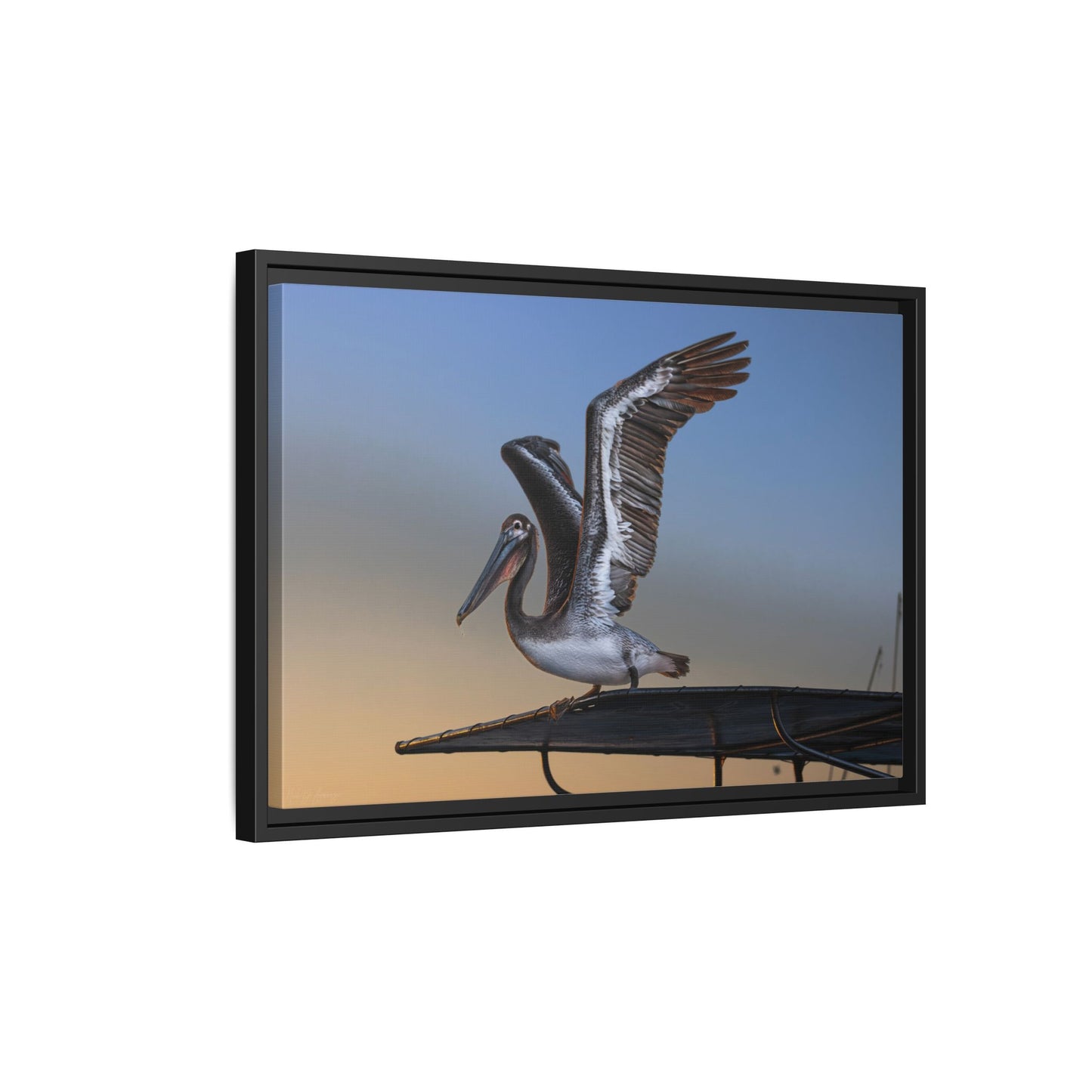Coastal Pelican | Framed Canvas