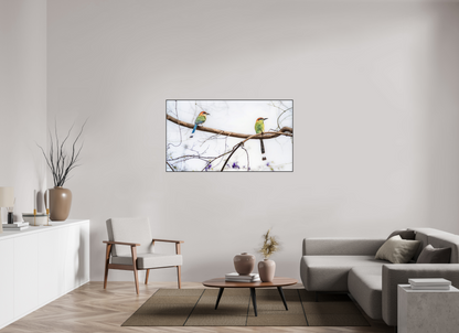 144 x 81 cm, Photo Print Under Acrylic Glass 2mm, Matte, Aluminum ArtBox, 25mm (Black) Twin Motmots | Acrylic Glass Fine Art Print