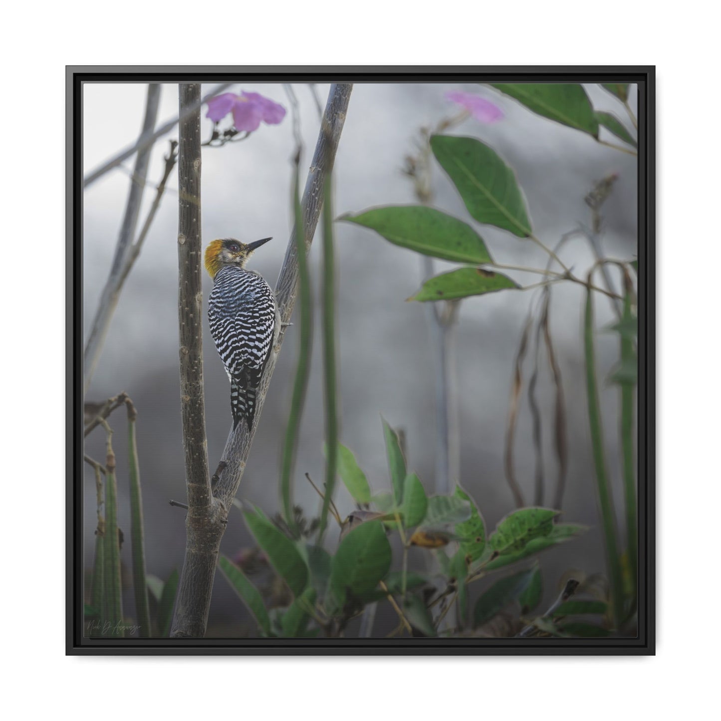 Golden Cheek | Framed Canvas