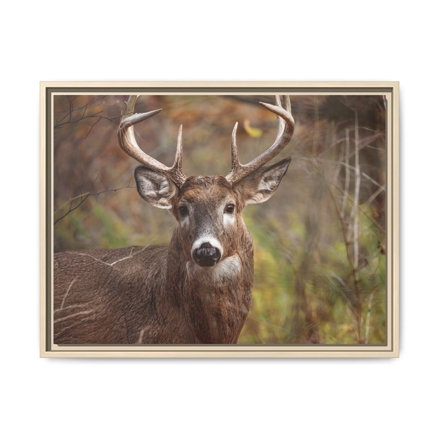 Woodland Buck | Framed Canvas
