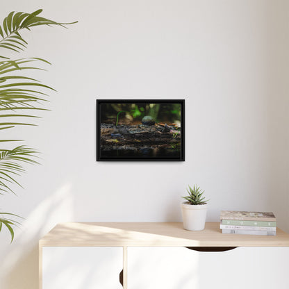 Oaxacroc | Framed Canvas