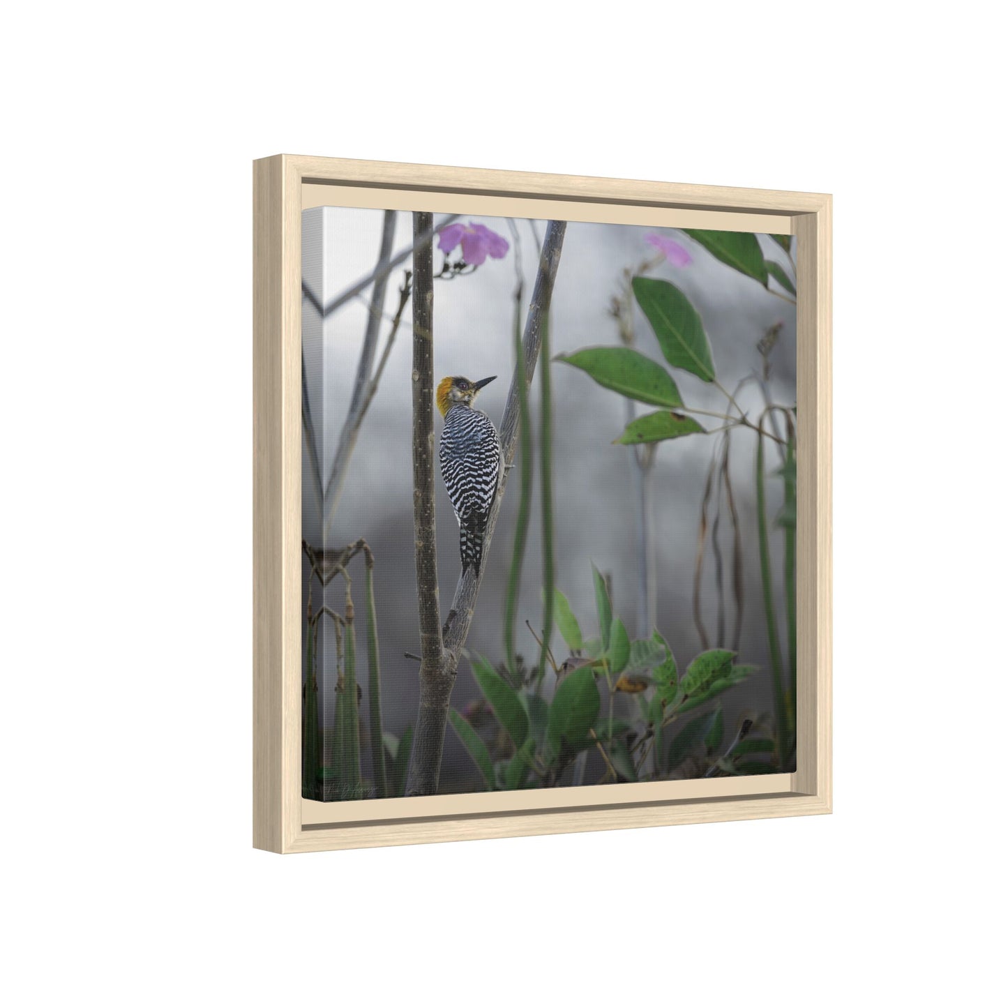 Golden Cheek | Framed Canvas