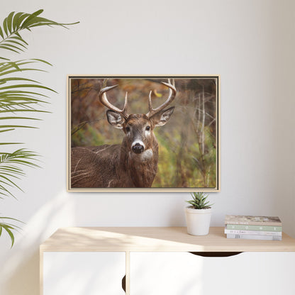 Woodland Buck | Framed Canvas