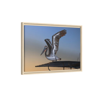 Coastal Pelican | Framed Canvas