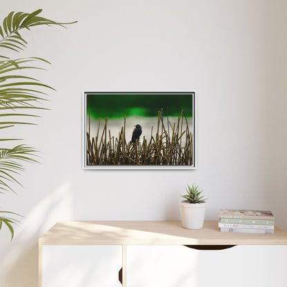 Blackbird | Framed Canvas