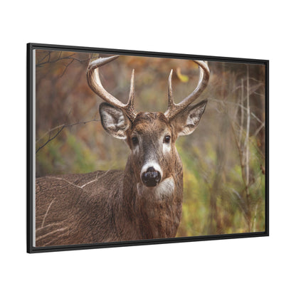Woodland Buck | Framed Canvas