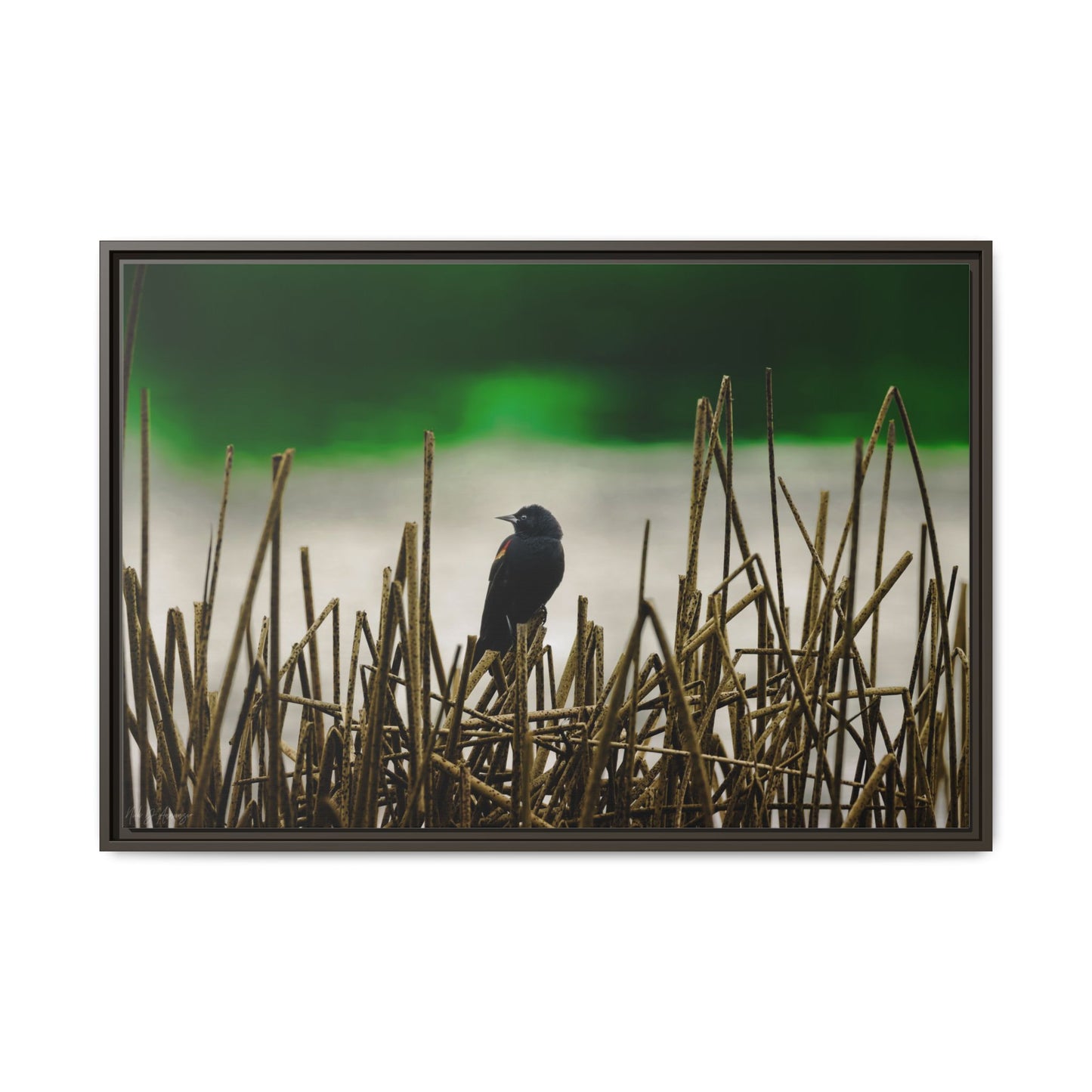Blackbird | Framed Canvas