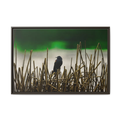 Blackbird | Framed Canvas