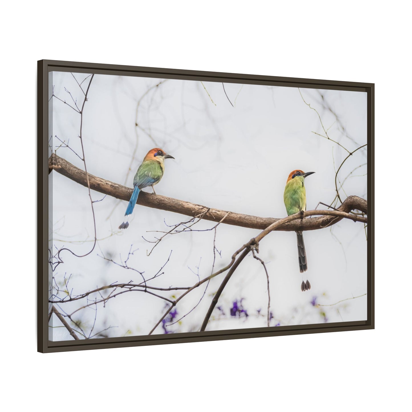 Twin Motmot | Framed Canvas