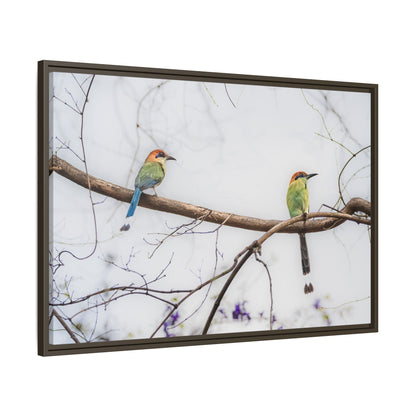 Twin Motmot | Framed Canvas