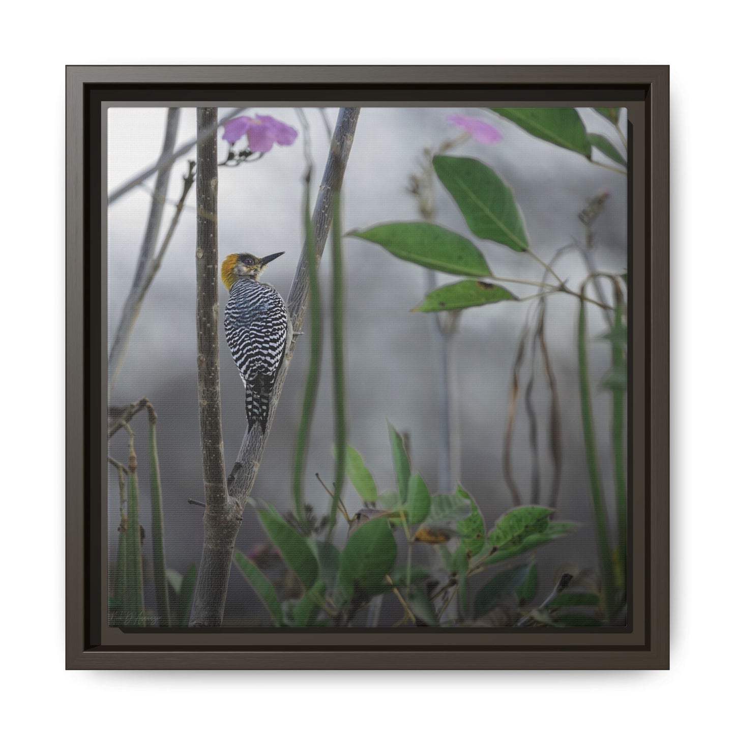Golden Cheek | Framed Canvas