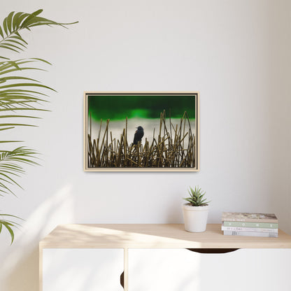 Blackbird | Framed Canvas
