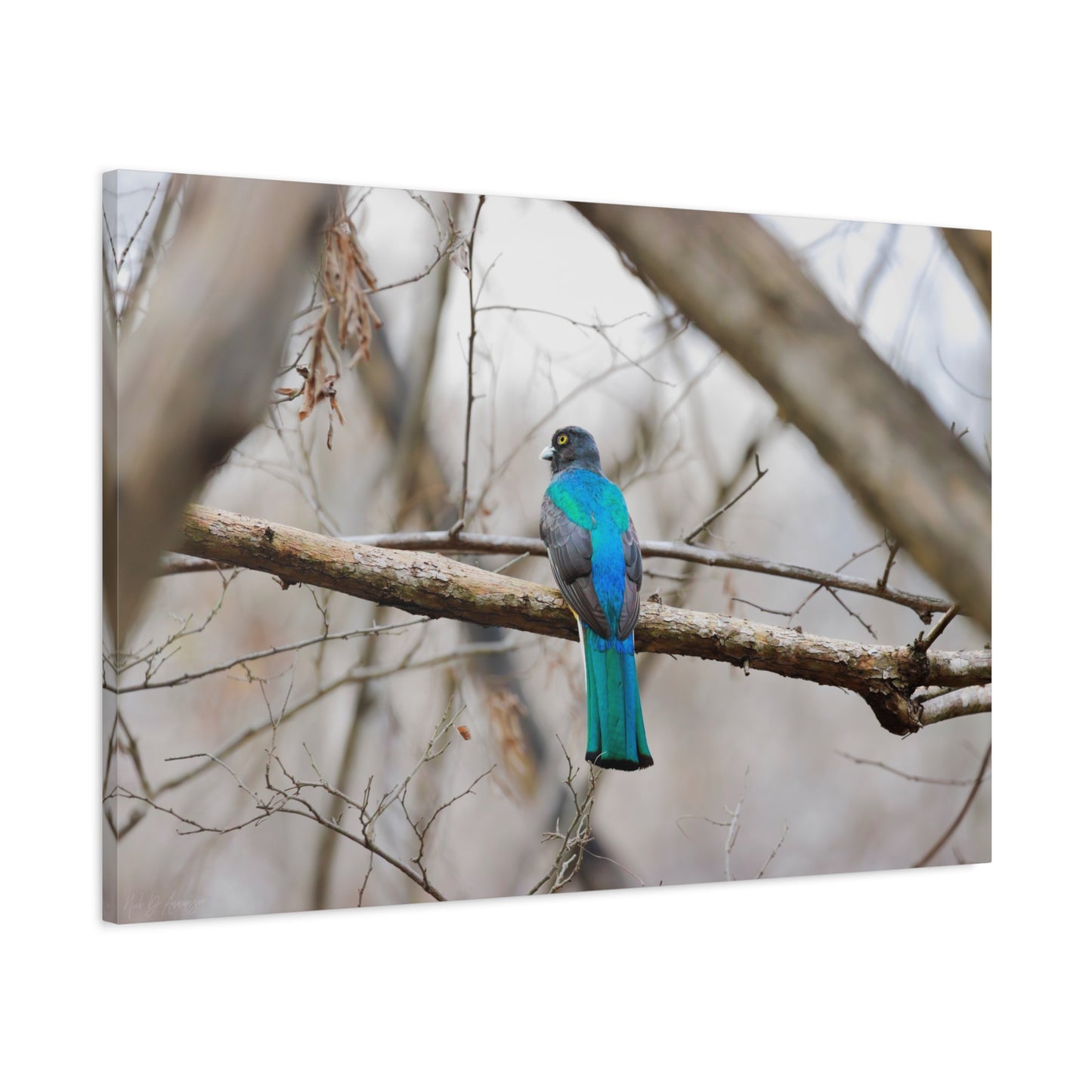 Citrine Trogon | Canvas Print