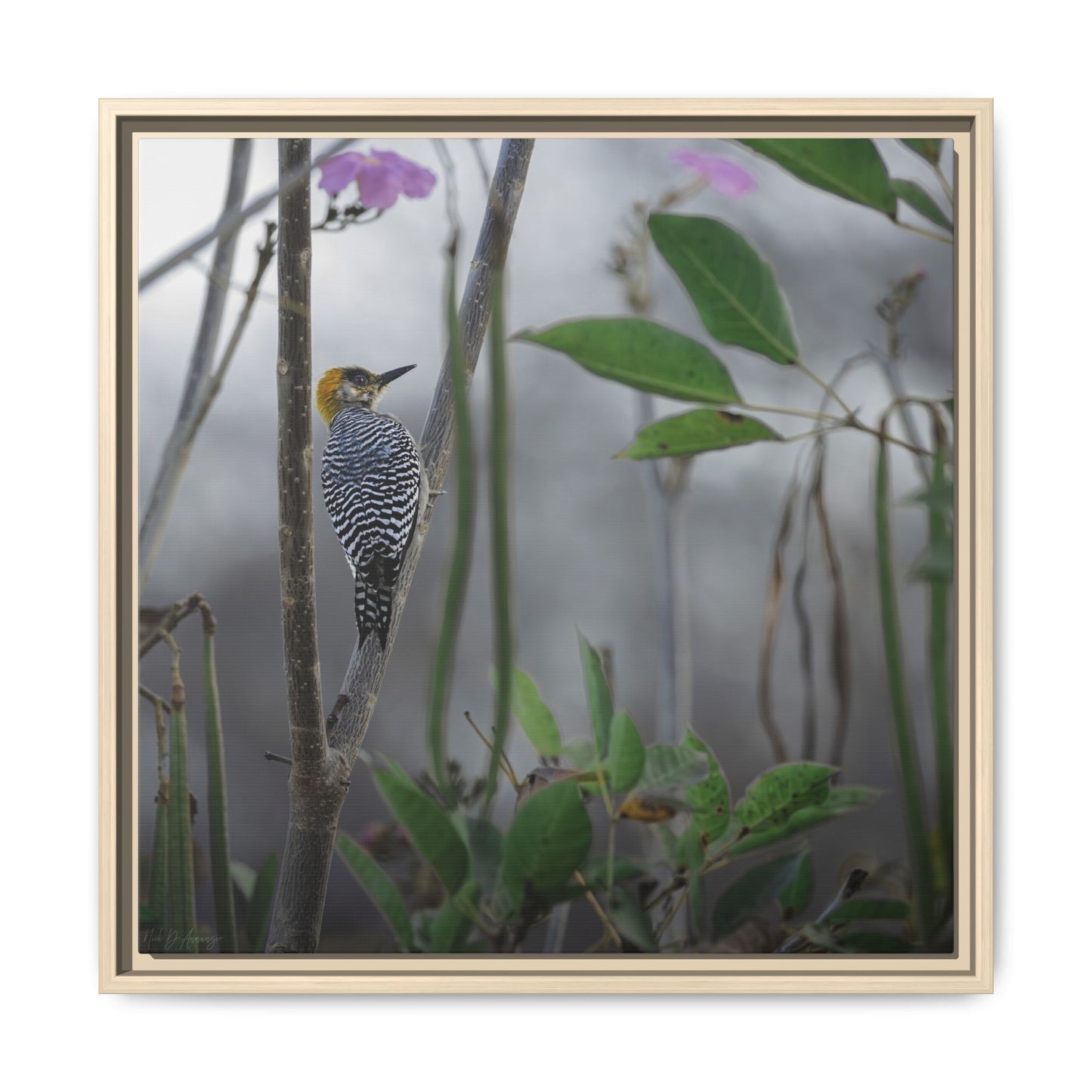 Golden Cheek | Framed Canvas