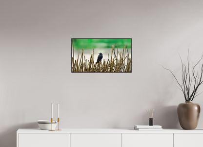 64 x 36 cm, Photo Print Under Acrylic Glass 2mm, Matte, Aluminum ArtBox, 25mm (Black) Blackbird | Acrylic Glass Fine Art Print
