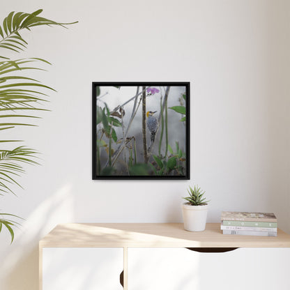 Golden-Cheeked Woodpecker II Framed Canvas Print