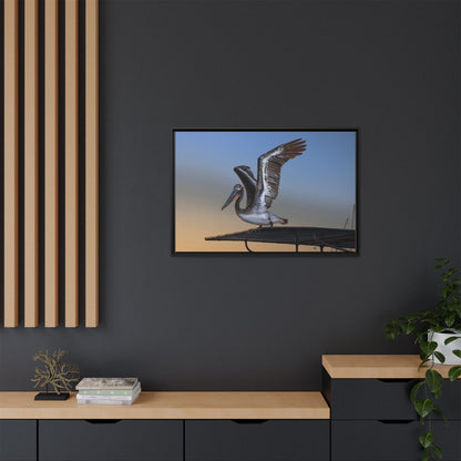 Coastal Pelican | Framed Canvas