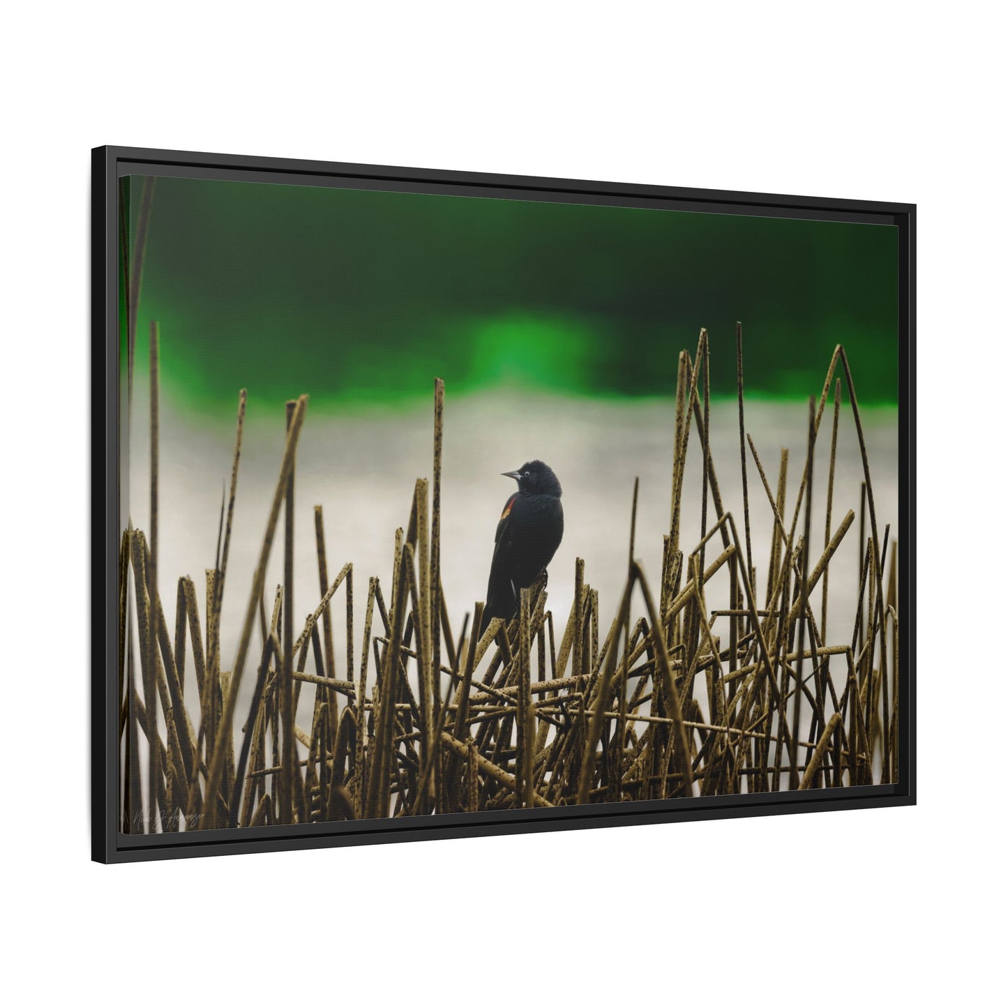 Blackbird | Framed Canvas