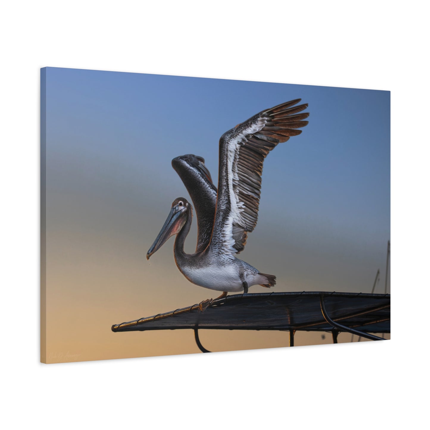 Coastal Pelican | Canvas Print