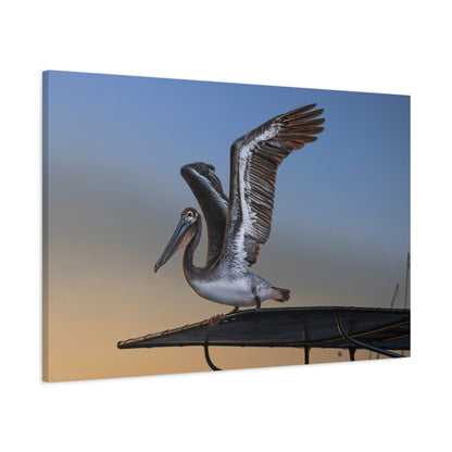 Coastal Pelican | Canvas Print