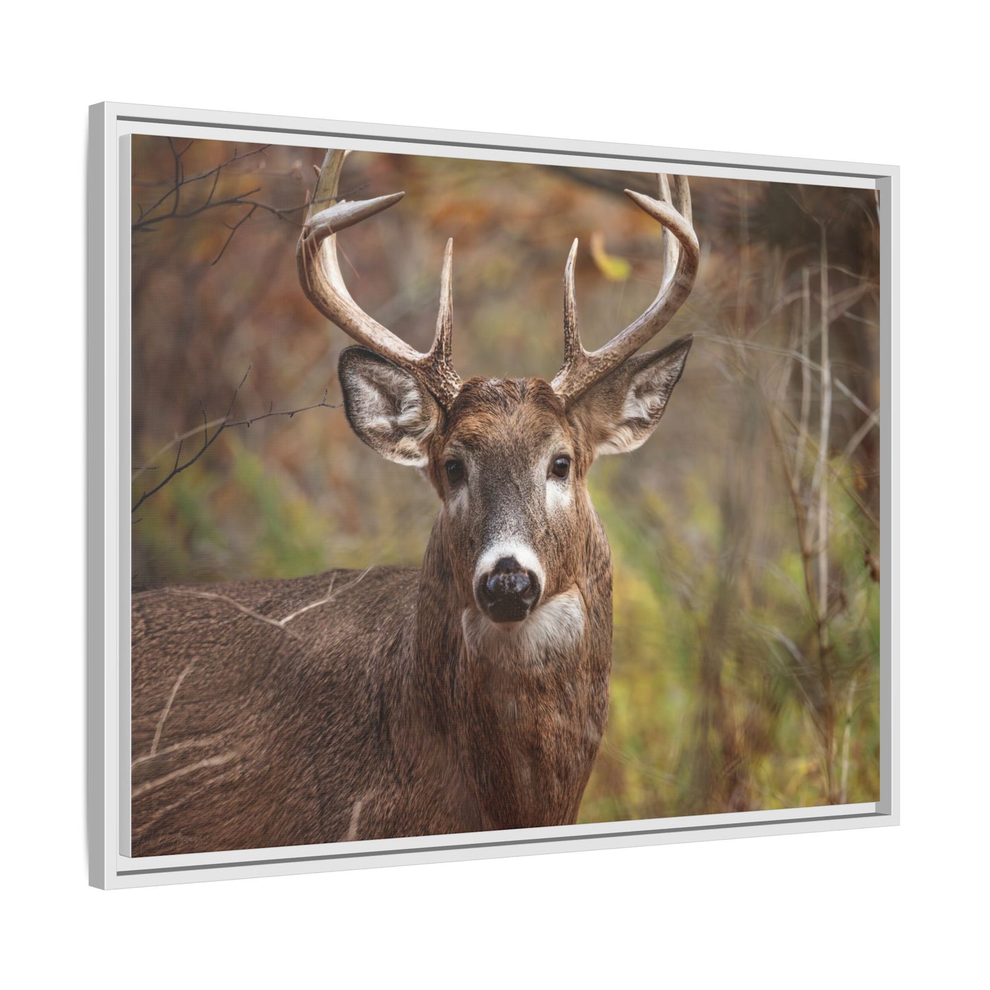 Woodland Buck | Framed Canvas