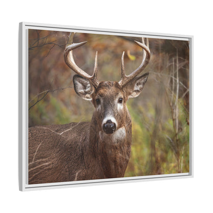 Woodland Buck | Framed Canvas