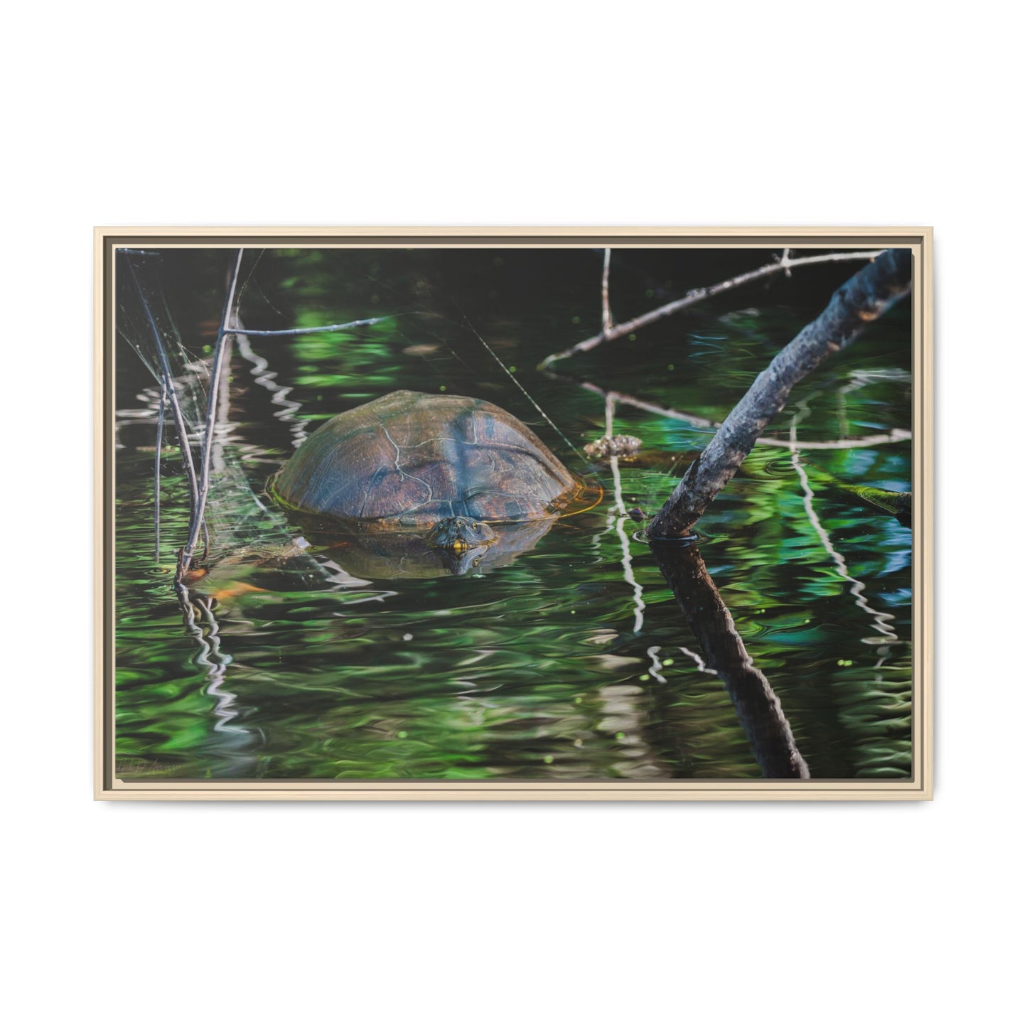 Untitled (Painted Turtle) | Framed Canvas