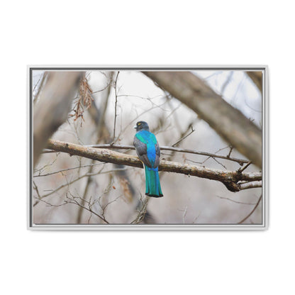 Citrine Trogon | Framed Canvas